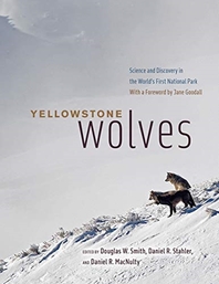  Yellowstone Wolves