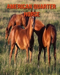  American Quarter Horse