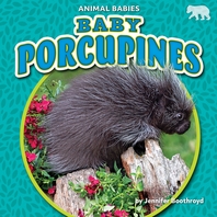  Baby Porcupines